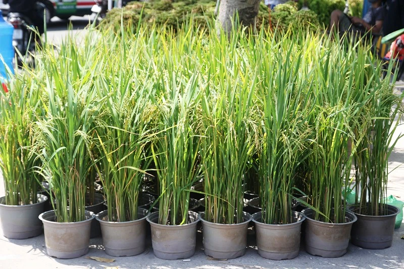Kiểng nông sản đắt khách ở chợ hoa Tết Sài Gòn ảnh 9